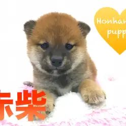 【柴犬】超絶熊顔！！！散歩のお供に美人柴☆本羽田店PICKUPベイビー！No.512519