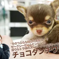 【チョコタンチワワ】そのつぶらな瞳は何を見る！？セクシービームビンビンの超ウルトラ級のスーパードッグがやってきた！：大倉山店PICK UPベイビー！No. 6130680