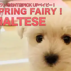 【マルチーズ】春のフェアリーがやってきた！美白美人のふんわりマルちゃん：港北NT店PICKUPベイビー！NO.311764