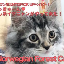 【ノルウェージャンフォレストキャット】ずっきゅーん♡癒し系イケニャンがやって来た!:港北NT店PICKUPベイビー!NO.311762