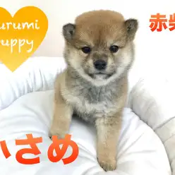 【柴犬】一緒にお出かけしたくなっちゃう！おさんぽの相方はこの子で決まり！鶴見店PickupベイビーNo.713557