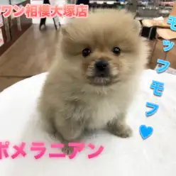 【ポメラニアン】幸せを運ぶポメスマイル♪モフモフ好きなモフラー必見！：マルワン相模大塚店Pick UpベイビーNo.814451