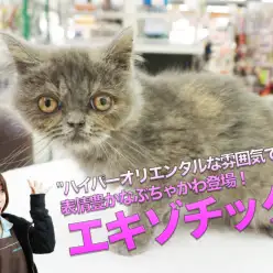 【エキゾチック】ハイパーオリエンタルな雰囲気漂いまくり！表情豊かなぶちゃカワ登場♥：大倉山店PICKUPベイビーNo.6130679