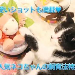 【猫との生活】大人気のねこちゃんの飼育法特集!!!可愛い子猫の素敵なショットいっぱいあります♡:白楽店編