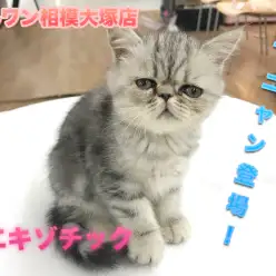 【エキゾチック】CMでお馴染み！ふてニャン登場！ぶちゃカワキャットは超甘えん坊♪：マルワン相模大塚店Pick UpベイビーNo.814452