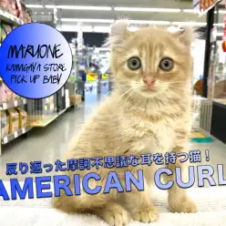 【アメリカンカール】摩訶不思議!反り返った耳を持つ猫登場!:鎌ヶ谷店PICK UPベイビー!No.117148
