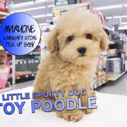 【トイ・プードル】小さめルックス抜群のアプリコットタイニー!:マルワン鎌ケ谷店PICK UPベイビーNo.117143(千葉県鎌ケ谷市)