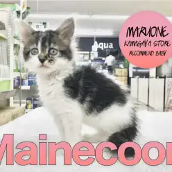 【メインクーン】温厚キャット代表!可憐な癒し系レディ登場!:鎌ヶ谷店オススメベイビーNo.117146