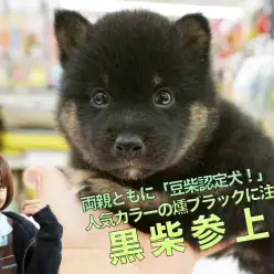 【柴犬】両親ともに「豆柴認定」!人気カラーの燻ブラックも注目!!：大倉山店PICKUPベイビーNo.6130682