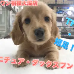 【ミニチュア・ダックスフント】輝く瞳でアナタをロックオン！アクティブ系の短足さん♪：マルワン相模大塚店 Pick UpベイビーNo.814453