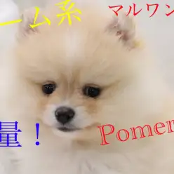【ポメラニアン】超必見!焦がしクリームなベリースウィートフェイスの登場!:梅島店オススメベイビーNo.119104