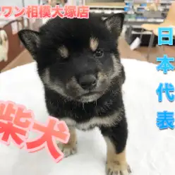 【柴犬】日本犬代表は2018年も大人気！ふれあい＝トレーニングって知ってた！？：マルワン相模大塚店Pick UpベイビーNo.814456