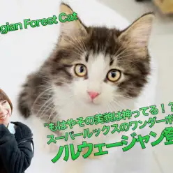 【ノルウェージャン・フォレスト・キャット】もはやその美貌は神ってる！スーパールックスを持ったワンダーボーイ登場！：マルワン大倉山店PICK UPベイビー！No.6130683