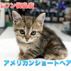 【アメリカンショートヘア】珍色登場!定番外のすごい猫がやってきた!!:マルワン梅島店Pick UpベイビーNo.119099
