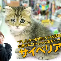 【 サイベリアン 】猫アレルギーが出にくいと話題のゴージャスキャットを特集！