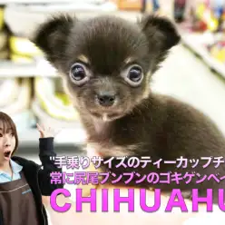 【チワワ】手乗りサイズのティーカップチワワ!!常に尻尾ブンブンのご機嫌ベイビー♪：大倉山店PICKUPベイビーNo．6130681
