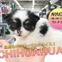 【チワワ】仰天のオンリーワンフェイス!性格も従順をインプレ!:梅島店PICK UPベイビー!No.119098