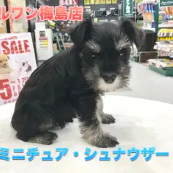 【ミニチュア・シュナウザー】超おしゃれ系ワンコの登場！シックな毛色がスプリングビューティー♪：梅島店pick upベイビー№119100