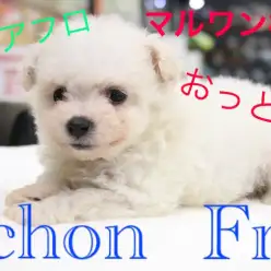 【ビション・フリーゼ】将来はアフロ犬！？寝顔がキュートなおっとりさんが電撃入店！：マルワン梅島店Pick UpベイビーNo.119102