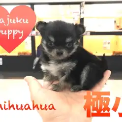 【チワワ】極小サイズ!あなたの視線を奪う微笑みの貴公子登場!今宿オススメベイビーNo.120108