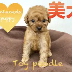 【トイ・プードル】遂に到来！！「強烈美犬」タイニープードル。可愛すぎて困っちゃう！！本羽田PickupベイビーNo.512522