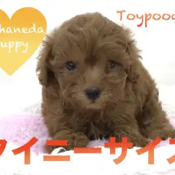 【トイ・プードル】本羽田店が自信を持ってご紹介する超絶美犬！！タイニーサイズのプードル君 です！：本羽田店オススメベイビーNo.512523