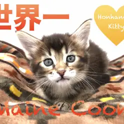 【メインクーン】世界一大きな家猫！！メインくんと一緒にギネスを目指しませんか？？：マルワン本羽田店No.512524