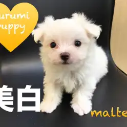 【マルチーズ】綿アメじゃないよ！！思わず食べてしまいたくなる様なふんわり感！：マルワン鶴見店オススメベイビーNo.713558