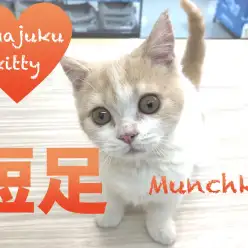 【マンチカン】写真撮影に大苦戦？！短足マンチ！：今宿店PickupベイビーNo.120105