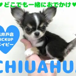 【極小チワワ】どこでも一緒♥連れ出したくなるコンパクトサイズ!高井戸店PICKUPベイビーNo.130001