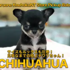 【チワワ（ロングコート）】サイズもルックスも圧巻！見事なまでの極上チワワちゃん：港北NT店PICKUPベイビー！NO.311777