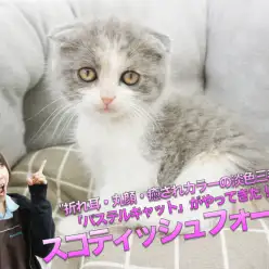 【スコティッシュ・フォールド】垂れ耳・丸顔・癒されカラーのダイリュートキャリコ「パステルキャット」がやってきた！：マルワン大倉山店（横浜市）｜子猫情報｜No.6130688