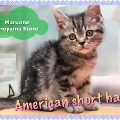 【アメリカンショートヘア】♡最かわ系アメショ♡見逃し禁止の超オススメにゃんこ：城山店PICKUPベイビー！NO.118227