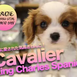 【キャバリア・キング・チャールズ・スパニエル】長年イギリスの王族に愛された気高きナイトが登場！！:白楽店おすすめベイビー！No.11557