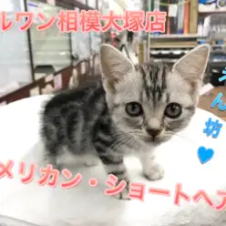 【アメリカンショートヘア】おねだり上手な甘えん坊♪抱っこされるのが好きニャ！：マルワン相模大塚店PIck UpベイビーNo.814454