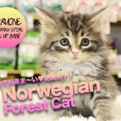 【ノルウェージャンフォレストキャット】超オススメ！ルックス・性格・仕草の全てがあま〜い北欧キャットがやってきた！:マルワン白楽店PICK UPベイビー！No.11556