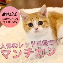 【マンチカン】大人気毛色のレッドタビー＆ホワイト！しかもとっても大きなアーモンドアイズの持ち主！！:マルワン白楽店PICK UPベイビーNo.11558