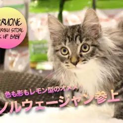 【ノルウェージャンフォレストキャット】色も形もレモン型のオメメ！スペシャルエレガントキャットがやってきた！:マルワン白楽店PICK UPベイビーNo.11560