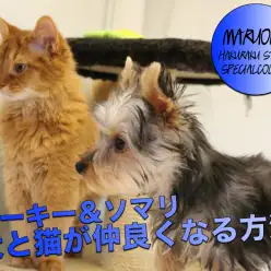 【ソマリ＆ヨークシャーテリア】猫と犬の多頭生活を考えている方必見！！仲良くなる方法をお教えします♪：白楽店多頭飼育特集！