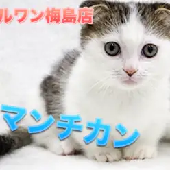 【マンチカン】天は二物を与えた！！？2つのチャームポイントを持つレアキャット！：マルワン梅島店Pick UpベイビーNo.119106