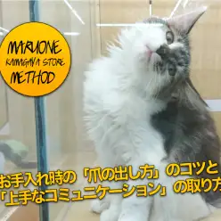 【猫ちょこっと豆知識】お手入れ時の「爪の出し方」のコツと「上手なコミュニケーション」の取り方:マルワン鎌ヶ谷店編