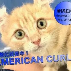 【アメリカンカール】耳の反り具合も性格も千葉県ナンバーワンクラス!お手入れ名人のカールちゃん特集第二弾!:鎌ヶ谷店PICK UPベイビー!No.117148(千葉県鎌ケ谷市)