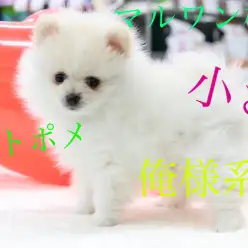 【ポメラニアン】綿毛のようなクリアホワイトのポメラニアン!ピッタリ寄り添う甘えん坊さんにメロメロ!?:マルワン梅島店pick upベイビーNo.119107