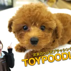 【トイ・プードル】驚異のヘソ天ブラッシング!過去最高の優秀なポテンシャル発揮!大倉山店SPECIALBABY No.6130663