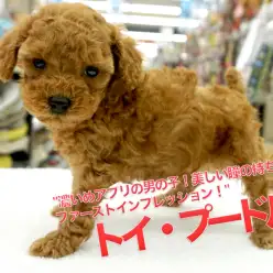 【トイ・プードル】巻き毛ぐるぐる・待望の濃いめアプリコットがやってきた！超弩級の美しい瞳と鮮やかな被毛は横浜屈指！！：ペットショップ マルワン大倉山店（横浜市）|子犬情報｜No.6130690