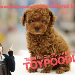 【トイ・プードル】近年稀にみる超濃厚バーニングレッド・毛巻き・毛立ち・毛量!!：マルワン大倉山店オススメベイビーNo.6130687