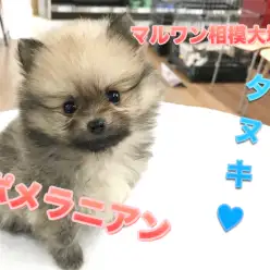 【ポメラニアン】史上最高のたぬきポメが入店！モフモフ好きは全員集合！：マルワン大和 相模大塚店オススメベイビーNo.814459