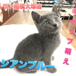 【ロシアンブルー】将来の夢は世界チャンピオン！？見た目はクール！でも、性格は・・？：マルワン相模大塚店オススメベイビーNo.814458