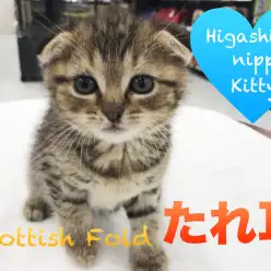 【スコティッシュフォールド】ベンガルの様な豹柄模様を持つ、野性味たっぷり垂れ耳スコくんの登場！！：マルワン東日暮里店オススメベイビーNo.014211