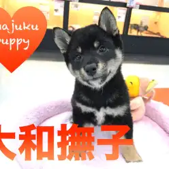 【柴犬】和犬らしい美しさ満載の大和撫子！表情豊かな黒柴ちゃん！：ペットショップマルワン今宿店(神奈川県横浜市)｜オススメ子犬情報｜No.120111